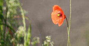 2017_mei_22_ochtend_1192